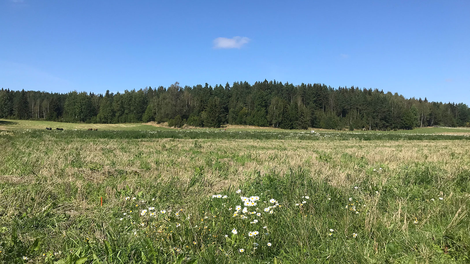 Partial cutting of a peatland forest causes less short-term on-site CO2