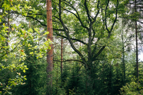 Vanha metsä, jossa kasvaa tammia ja mäntyjä